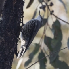 Cormobates leucophaea at Acton, ACT - 11 Sep 2018 09:11 AM