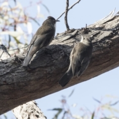 Cormobates leucophaea at Canberra Central, ACT - 11 Sep 2018 11:08 AM