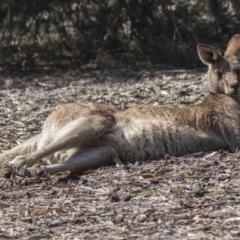Macropus giganteus (Eastern Grey Kangaroo) at Acton, ACT - 11 Sep 2018 by AlisonMilton