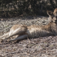 Macropus giganteus (Eastern Grey Kangaroo) at Acton, ACT - 10 Sep 2018 by Alison Milton