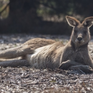 Macropus giganteus at Acton, ACT - 11 Sep 2018