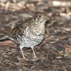 Zoothera lunulata at Acton, ACT - 11 Sep 2018