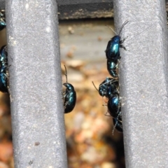 Altica sp. (genus) (Flea beetle) at Acton, ACT - 10 Sep 2018 by Tim L