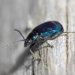 Altica sp. (genus) (Flea beetle) at Acton, ACT - 9 Sep 2018 by Tim L