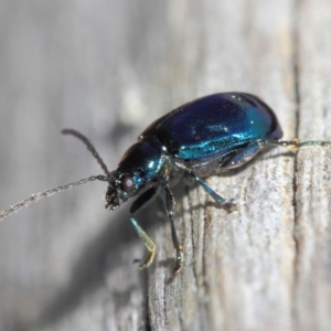 Altica sp. (genus) at Acton, ACT - 9 Sep 2018