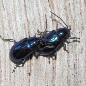 Altica sp. (genus) at Acton, ACT - 9 Sep 2018