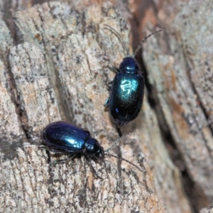 Altica sp. (genus) at Acton, ACT - 9 Sep 2018 01:52 PM