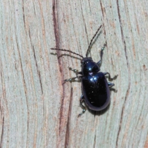 Altica sp. (genus) at Acton, ACT - 9 Sep 2018