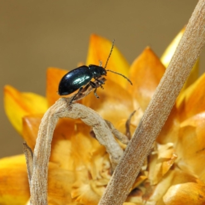 Altica sp. (genus) (Flea beetle) at Acton, ACT - 2 Sep 2018 by Tim L