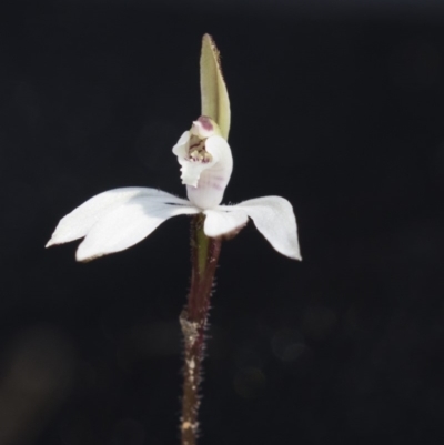 Caladenia fuscata (Dusky Fingers) at Canberra Central, ACT - 11 Sep 2018 by AlisonMilton
