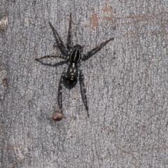 Nyssus coloripes (Spotted Ground Swift Spider) at Hackett, ACT - 11 Sep 2018 by Alison Milton