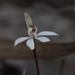 Caladenia fuscata at Canberra Central, ACT - suppressed