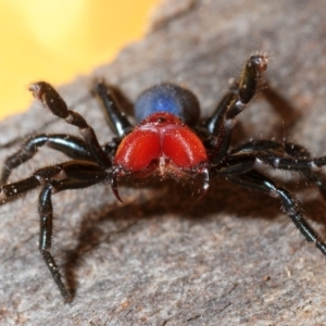 Missulena occatoria at Stromlo, ACT - 11 Sep 2014