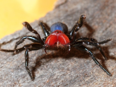 Missulena occatoria (Red-headed Mouse Spider) at Stromlo, ACT - 11 Sep 2014 by Harrisi