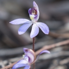 Cyanicula caerulea (Blue Fingers, Blue Fairies) at Canberra Central, ACT - 11 Sep 2018 by AlisonMilton