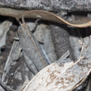 Goniaea sp. (genus) at Bruce, ACT - 11 Sep 2018 02:05 PM