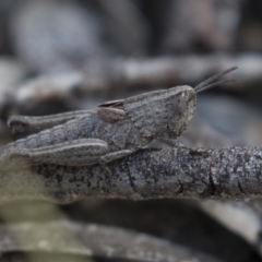 Peakesia hospita (Common Peakesia Grasshopper) at Bruce, ACT - 11 Sep 2018 by Alison Milton