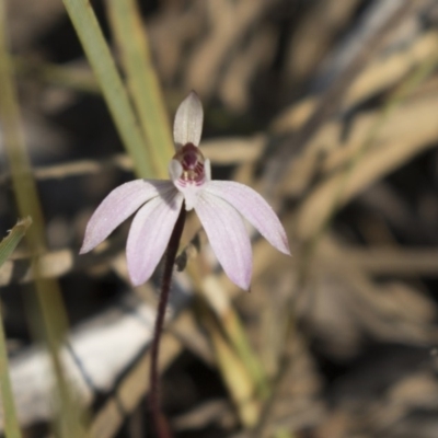 Caladenia fuscata (Dusky Fingers) at Bruce, ACT - 11 Sep 2018 by AlisonMilton