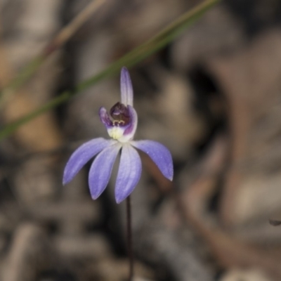 Cyanicula caerulea (Blue Fingers, Blue Fairies) at Bruce, ACT - 11 Sep 2018 by AlisonMilton