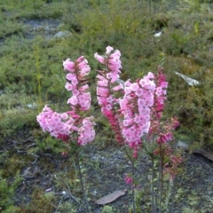 Epacris impressa (Common Heath) at Nadgee, NSW - 12 Sep 2011 by Mike