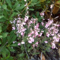 Epacris impressa (Common Heath) at Nadgee, NSW - 12 Sep 2011 by Mike