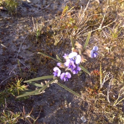 Hovea heterophylla (Common Hovea) at Nadgee, NSW - 12 Sep 2011 by Mike