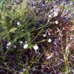 Pimelea linifolia (Slender Rice Flower) at Nadgee, NSW - 12 Sep 2011 by Mike