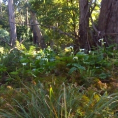 Zantedeschia aethiopica (Arum Lily) at Nadgee, NSW - 12 Sep 2011 by Mike