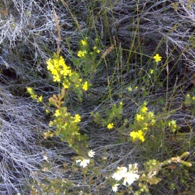 Hibbertia sp. (Guinea Flower) at Nadgee, NSW - 15 Sep 2011 by Mike