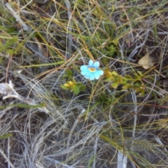 Dampiera stricta (Blue Dampiera) at Nadgee, NSW - 15 Sep 2011 by Mike