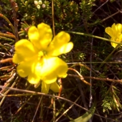 Hibbertia sp. (Guinea Flower) at Nadgee, NSW - 15 Sep 2011 by Mike