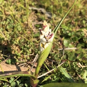 Wurmbea dioica subsp. dioica at Sutton, NSW - 12 Sep 2018