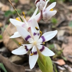 Wurmbea dioica subsp. dioica at Sutton, NSW - 12 Sep 2018 03:18 PM