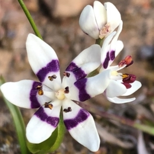 Wurmbea dioica subsp. dioica at Sutton, NSW - 12 Sep 2018 03:18 PM