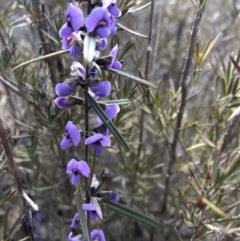 Hovea heterophylla (Common Hovea) at Sutton, NSW - 12 Sep 2018 by Whirlwind