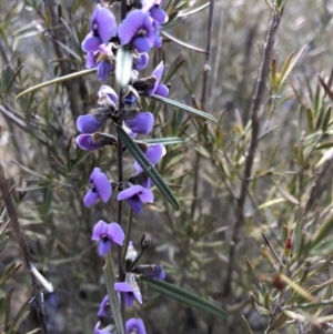 Hovea heterophylla at Sutton, NSW - 12 Sep 2018 04:04 PM