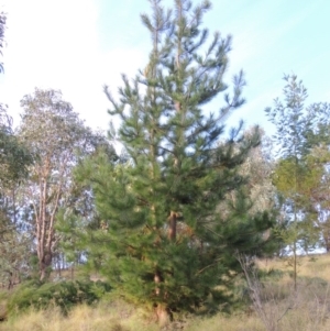 Pinus radiata at Greenway, ACT - 2 Mar 2015