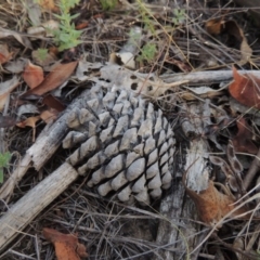 Pinus radiata at Greenway, ACT - 2 Mar 2015