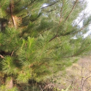 Pinus radiata at Greenway, ACT - 2 Mar 2015