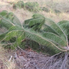 Pinus radiata at Greenway, ACT - 2 Mar 2015