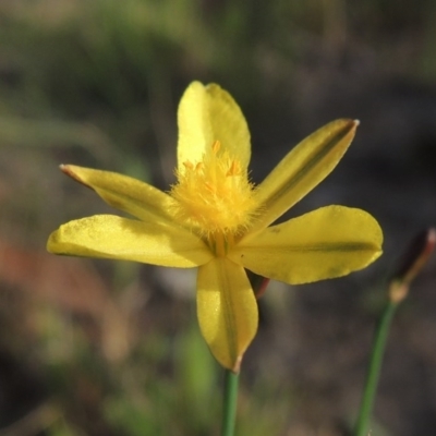 Tricoryne elatior (Yellow Rush Lily) at Greenway, ACT - 2 Mar 2015 by MichaelBedingfield