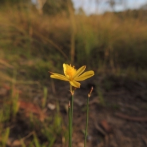 Tricoryne elatior at Greenway, ACT - 2 Mar 2015 07:19 PM