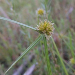 Cyperus sphaeroideus at Tennent, ACT - 18 Feb 2015