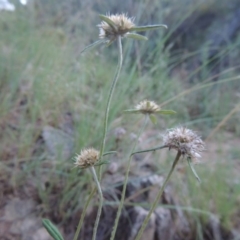 Euchiton sphaericus (star cudweed) at Tennent, ACT - 18 Feb 2015 by MichaelBedingfield