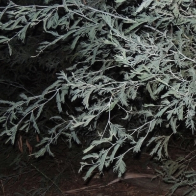 Acacia dealbata (Silver Wattle) at Gigerline Nature Reserve - 18 Feb 2015 by MichaelBedingfield
