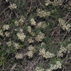 Cassinia quinquefaria (Rosemary Cassinia) at Gigerline Nature Reserve - 18 Feb 2015 by MichaelBedingfield