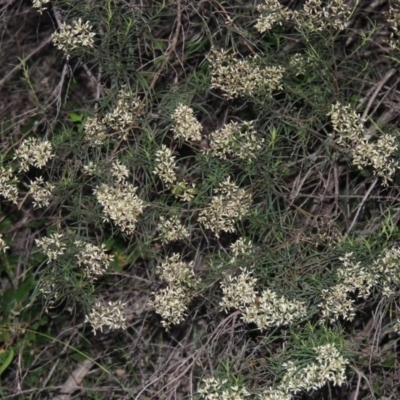 Cassinia quinquefaria (Rosemary Cassinia) at Tennent, ACT - 18 Feb 2015 by michaelb