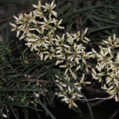 Cassinia quinquefaria at Tennent, ACT - 18 Feb 2015