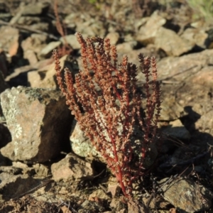 Crassula sieberiana at Greenway, ACT - 22 Feb 2015 06:42 PM