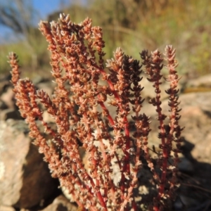 Crassula sieberiana at Greenway, ACT - 22 Feb 2015 06:42 PM